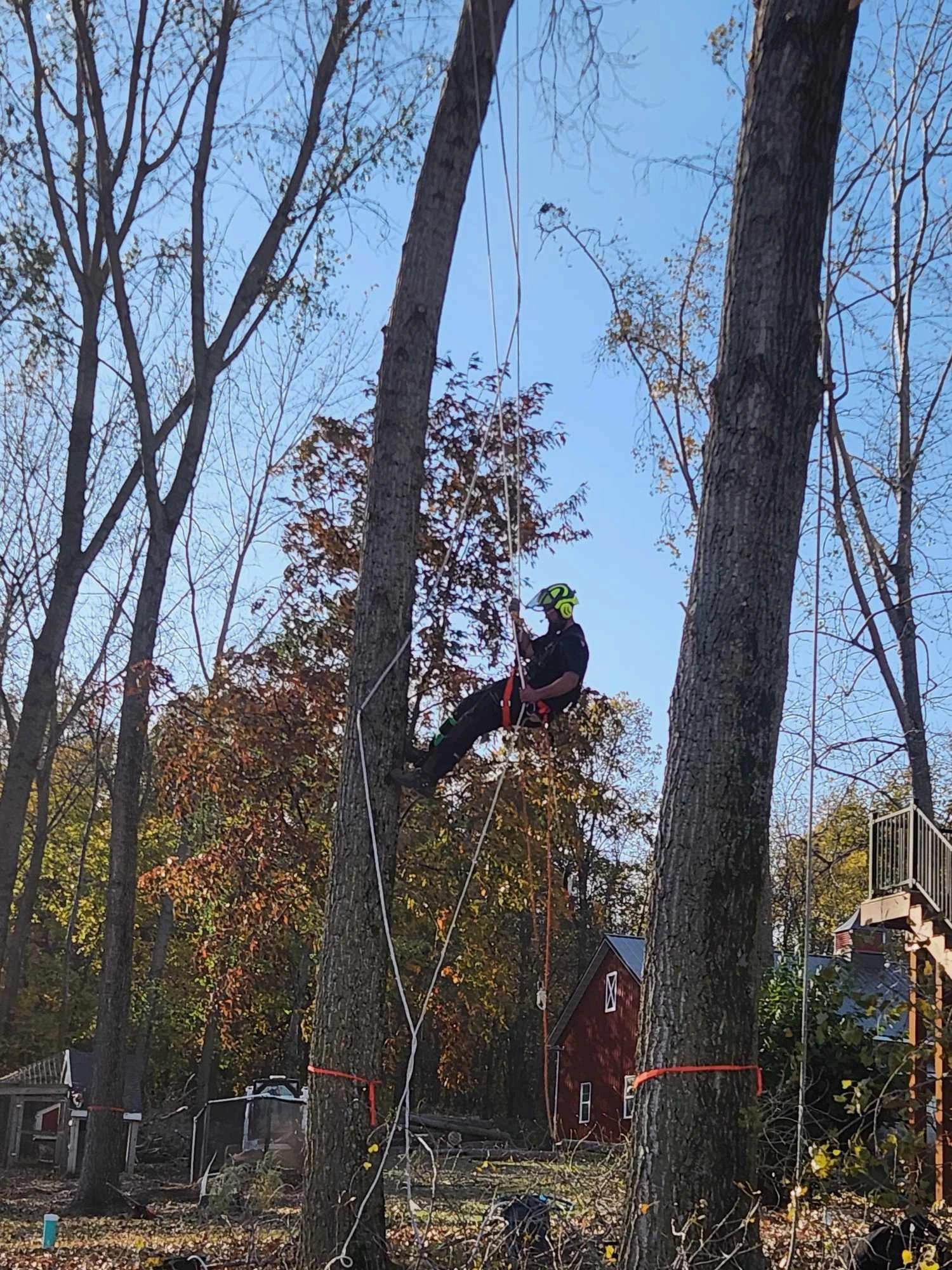 TreeClimbing2.webp